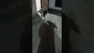 Sheru 🐕 playing ▶️ bottle snatching game 🎮 Abhishek & Sheru... bhopal
