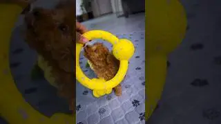 3-seconds on the dot! #cutepuppy #toypoodle #shorts #doglover