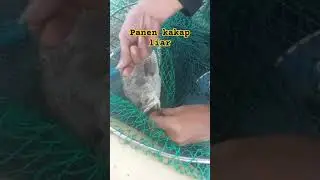 SEROK PANCING KAKAP SEPUASNYA #mancing #ikan #barramundi