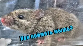 Как поймать мышь в машине