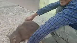Pria Memperkosa Kucing Anggora