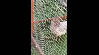 Куры. Живой  уголок Дмитрия Камзеева.