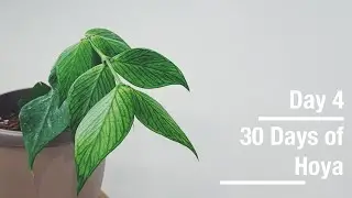 Hoya polyneura | 30 Days of Hoya - 4 of 30