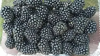 Сбор ежевики Небеса и Джамбо. Краткий отзыв.