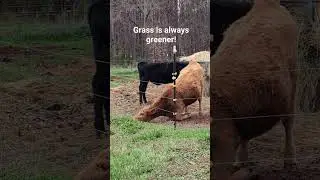 grass is always greener on the other side.