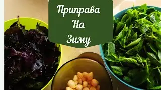 Базилик! Чеснок! Отличная приправа на зиму к мясу, птице и рыбе!