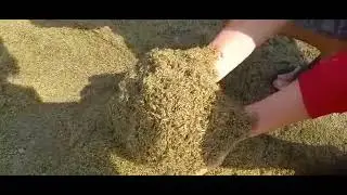 Нашествия комаров под Таганрогом