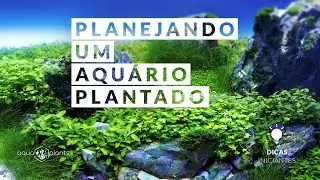 Planejando um Aquário Plantado - Dicas - Iniciantes