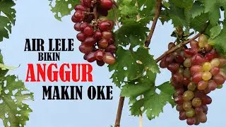 Kocorin Air Ikan Lele, Pohon Anggur Auto Kece