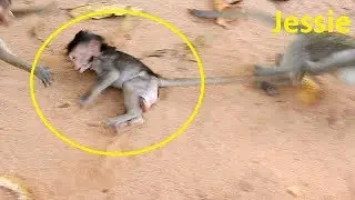 Oh No!Why Jessie play bad like this on baby Timo,Cute Timo comfort Brutus Jr dont argue Jessie