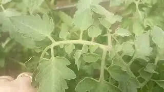 🍅Обзор томатов ч. 1🍅🍅