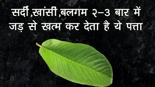 सर्दी खांसी बलगम २-3 बार में जड़ से खत्म कर देता है ये पत्ता ||