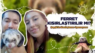 FERRET KISIRLAŞTIRILIR MI? Şapşik'in Kısırlaştırma Operasyonu