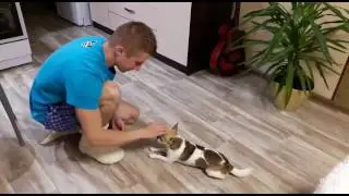 Как научить собаку команде 