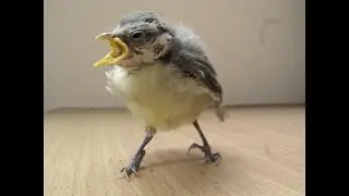 Lost chick cry