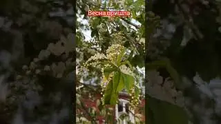 Запах весны 28.04.2024г.  