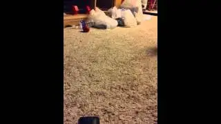 Dog Gone Bark