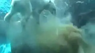 медведь насрал в Бассейне