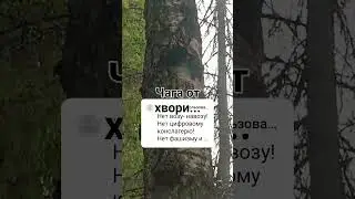 Чага...