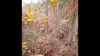 Лайка работает по хорьку