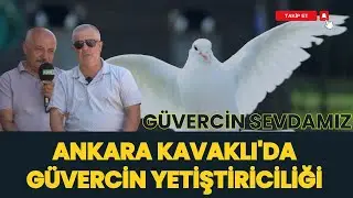 PIGEON BREEDING IN ANKARA KAVAKLI I OUR LOVE OF PIGEONS