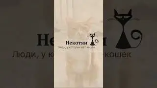 Некотяи-люди, у которых нет кошек 😹😻 #котики #коты #некотяи