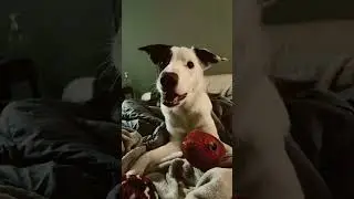 Dog Language Skill Unlocked! 🐶 #dog #bordercollie #dogoftheday