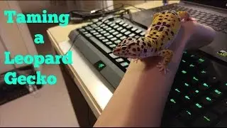 How to tame your leopard gecko(guide)