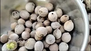 Behada Fruit | Available on IndiaMART