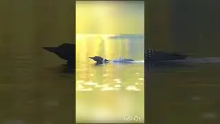 amazing animal #shorts