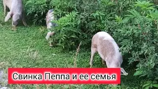 ТАКОГО ВЫ НЕ ВИДЕЛИ| Свинка Пеппа и ее семья