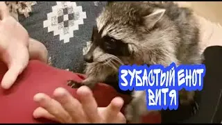 маленькие еноты больно кусаются во время игр.  енот витя играет и бесится  с папой