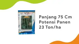 Panjangnya 75 cm, Potensi Panen 23 Ton/Ha | Benih Kacang Panjang Arena Royal Seed