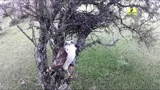 camara trampa en nido