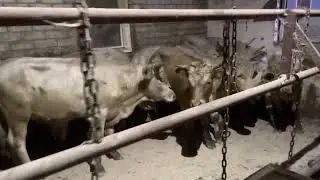 Привёз бычков постоянным клиентам