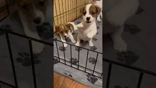 Джек Рассел терьер,побег из Шоушенка 😂