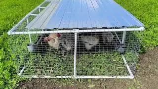 Новая клетка для Птицы - Газон не стригу совсем)))