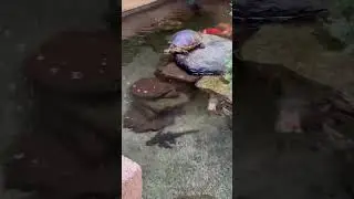 Turtle George Goes Swimming With The Koi 
