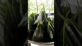 jackfruit leaf moode | kottige |