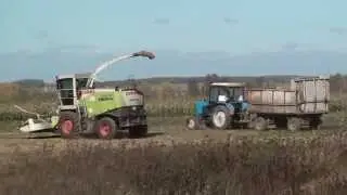 CLAAS JAGUAR 850,МТЗ-82.1 на уборке кукурузы на силос.
