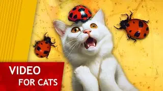 Cat Games - Playful Ladybug (Entertaining video for cats to watch)