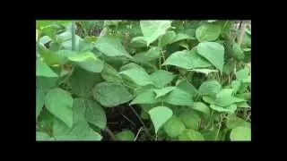 How to save green bean seeds. Bush beans, green beans, bean seeds.