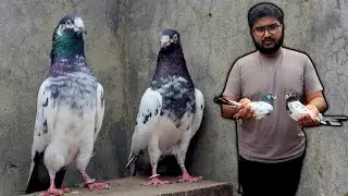 41 Male aur 10 Female ka jora lagaya