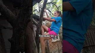 а вы тоже груши на газету выкладывали?