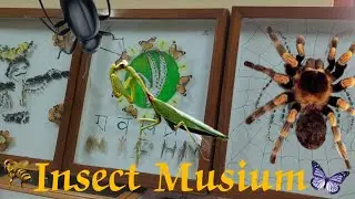 Insect Museum at Old BC Lab NIPHM Hyderabad #NIPHM