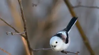 Ополовник, или седая синица.