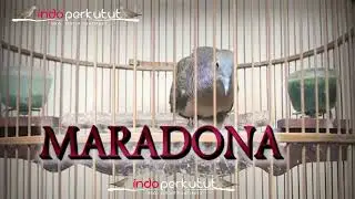 Burung Perkutut Bangkok Suara Top || Indo Perkutut