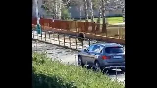 Это наша легенда - медведи на улицах городов России, когда всё иначе