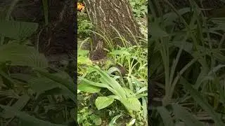 Бедный котенок с больным глазом #оле7