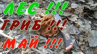 Грибы 2019. ЛЕС !!! ГРИБ !!! МАЙ !!! Сбор строчков в первый день мая.